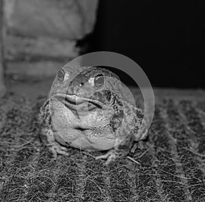 Black and white photo of a toad