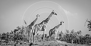 Black and white photo of a tower of giraffe in the Okavango Delta in Botswana, Africa