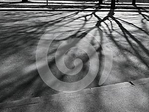 black and white photo of tree branches shadow on the road
