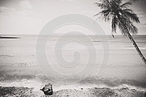 Black and white photo of tropical seaside seascape in summer