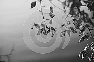 Black and white photo of twigs with leaves over water