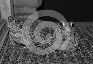 Black and white photo of two toads