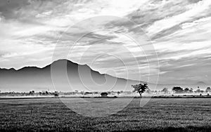 Black and white photo of very vast, broad, extensive, spacious rice field