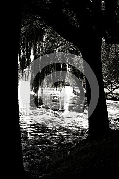 Glimpse of a lake with trees