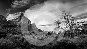 Black and White Photo of The Watchman mountain viewed from the Pa`rus Trail in Zion National Park