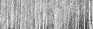 Black-and-white photo of white birches
