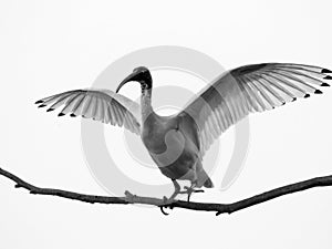 Black and white photo of White ibis bird