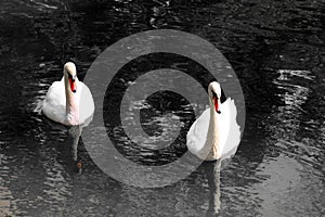 Black and white photo with white swans with red beaks on black background in style of old black and white retro photo