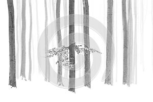 Black and white photo of winter snowy forest, bare tree trunks, fog