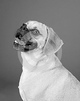 Black and white photo of young adorable happy puggle