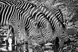 A black and white photo of a zebras in the Okavango Delta, Botswana, Africa