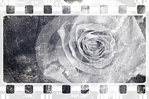 Black-and-white photofilm with rose