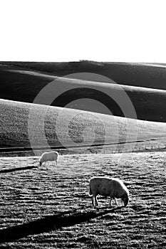 black and white photograph 2 sheep grazing in a field with rolling hills