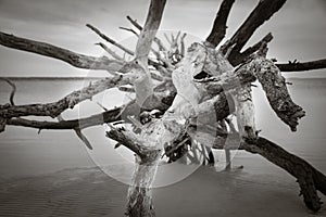 Black and white photograph of a barren tree with a distinctive gnarled trunk and a stark silhouette