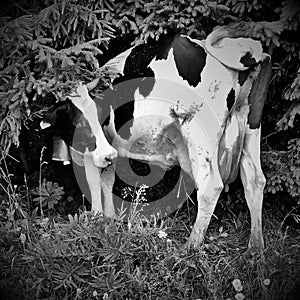 black and white photograph of a dairy cow.