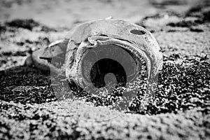 Black and White Photograph of a Dead Fish on the Beaches of Flagler County in Florida