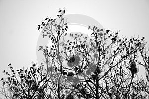 Black and white photograph of a flock of crows in the trees