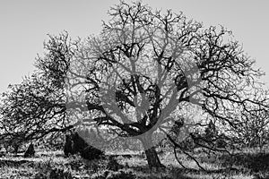 Black and white photograph of a giant tree on a sunny morning and sunstar among the branches