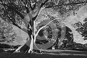 Black and white photograph of gum tree in parkland