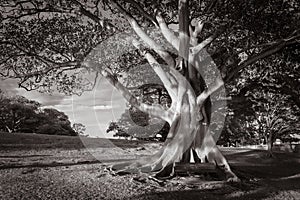 Black and white photograph of gum tree in parkland