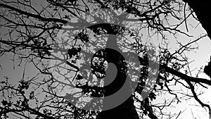 A black and white photograph of a large oak tree against the sky.