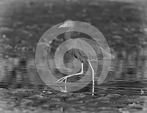 Black and white photograph of a little blue heron hunting in a shallow pool on the shoreline of Chokoloskee Bay in Florida.