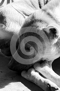 Black and white photograph of native Thai dogs with dejected expressions laying in the sun in front of a house is used in articles