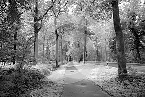 Black-and-white photograph of path for bikes beside street through forest
