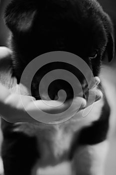 With a black and white photograph of a shy puppy in hand