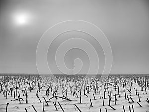 A black and white photograph of sunflower stalks in a snowy field