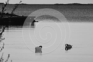 Black and white photograph of two swans on sea