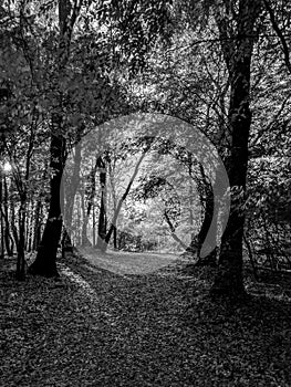 Black and White Photography of Autumn forest with country road at sunset. Colorful landscape with trees, rural road, orange and