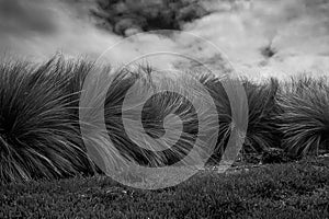 Black and white photography of Coastal Tussock Grass in wind