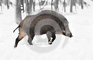 Black and white photography with color wild boar