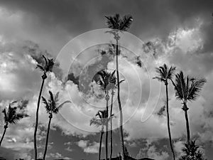 Black and White Photography of a Group of palm trees on a cloudy sky