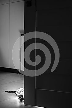 Black and white photography. The kitten is hunting. The cat is hiding behind the door