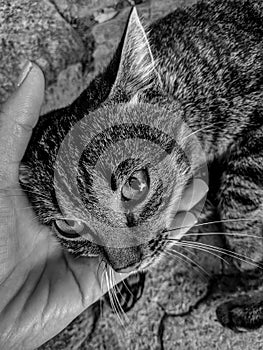 Black and White Photography of a Loving grey cat with green eyes