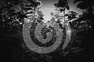 Black white photography romantic couple standing and kissing on background summer field