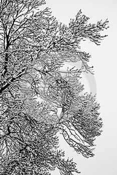 Black and white photography of tree branches covered with snow