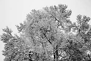 Black and white photography of tree branches covered with snow photo