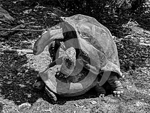 Black and White Photography of Two Aldabra tortoises reproducing on Moyenne island photo