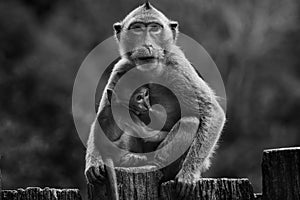 Black and white photography of wild monkey and kid
