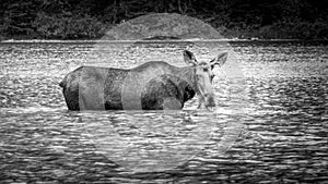 Black and White photo of a Moose Cow in Fishercap Lake in Glacier National Park photo