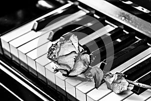 Black and white piano keys with dry rose. Concept for love of music, for the composer, musical inspiration