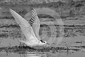 A black and white pictorial image of a whiskered tern Chlidonias hybrida