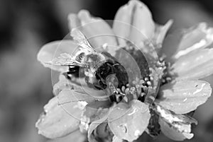 Black and White Picture of Bumble Bee Gathering Pollen