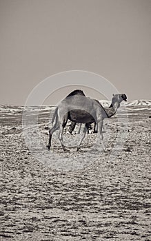 A black and white picture of a camel in the middle of the desert, natural desert places photo
