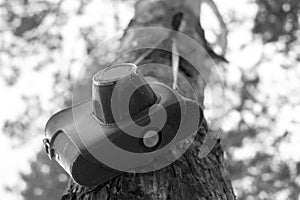 Black-and-white picture of a film camera hanging from a tree in a leather case