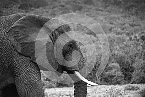 Elephant in a Kruger national park photo