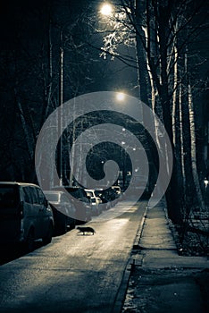 Black and white picture of the night city. Street lights, parked cars in a row. A black cat runs across the road. Empty street